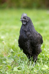 Jeune coq de race Ayam Cemani de couleur noire, se promenant dans l'herbe en liberté. Il possède un plumage sombre, son bec, ses barbillons et sa chair sont totalement noirs.
