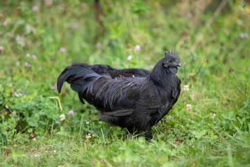 Jeune coq de race Ayam Cemani de couleur noire, se promenant dans l'herbe en liberté. Il possède un plumage sombre, son bec, ses barbillons et sa chair sont totalement noirs.