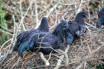 Trois poules et  un coq de couleur noire de race Ayam Cemani perchés sur un tas de branche en extérieur. Les animaux sont en liberté.