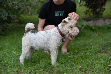 Chien de race Fox-Terrier avec un collier en cuir rouge auprès d'un garçon adolescent. Ils sont...