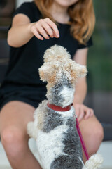 Chien de race Fox-Terrier tenu en laisse rouge, s'amusant avec une main d'une jeune fille assise sur une chaise. Animal vu de dos.