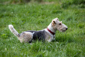 Chien de race Fox-Terrier avec un collier rouge, couché dans l'herbe, de profil. Le ventre à...