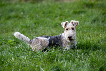 Chien de race Fox-Terrier avec un collier rouge, couché dans l'herbe, de profil. Le ventre à...