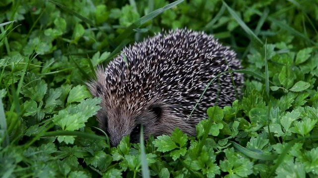 H&eacute;risson sauvage dans son habitat naturel, en plein air, dans la nature, se d&eacute;pla&ccedil;ant dans l'herbe. Sc&egrave;ne au cr&eacute;puscule.