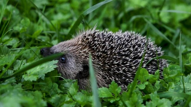 H&eacute;risson sauvage dans son habitat naturel, en plein air, dans la nature, se d&eacute;pla&ccedil;ant dans l'herbe. Sc&egrave;ne au cr&eacute;puscule.