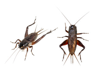 エンマコオロギ