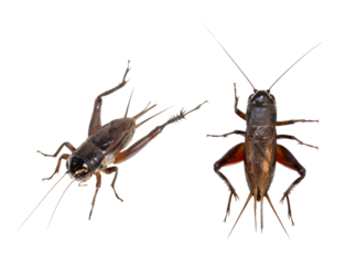 エンマコオロギ