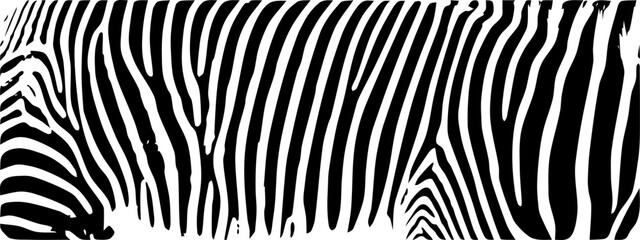 ZEBRA vector illustration on white background for tatoo, typography, t hirt, wall art, poster. Vector sketch.