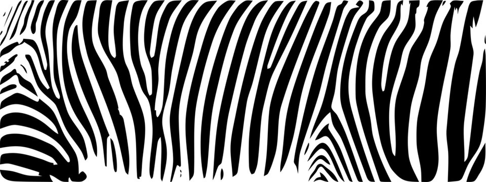ZEBRA vector illustration on white background for tatoo, typography, t hirt, wall art, poster. Vector sketch.