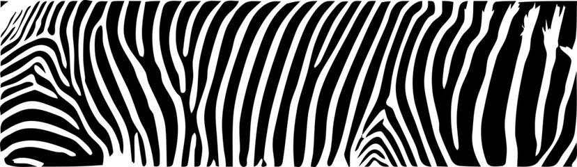 ZEBRA vector illustration on white background for tatoo, typography, t hirt, wall art, poster. Vector sketch.