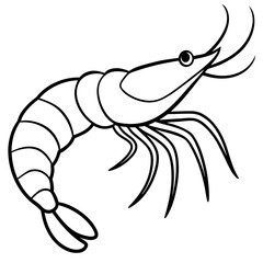 Shrimp Sketch Illustration