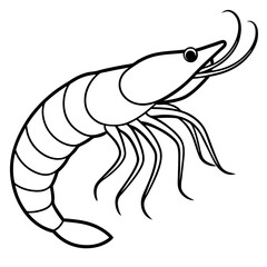 Shrimp Sketch Illustration