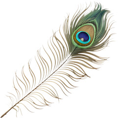 Obraz premium Vibrant peacock feather clipart, perfect for enhancing designs with rich, colorful elegance.