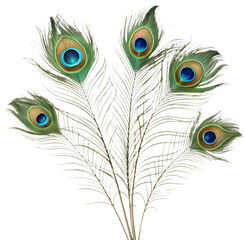 Fototapeta premium Vibrant peacock feather clipart, perfect for enhancing designs with rich, colorful elegance.