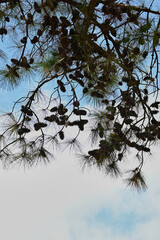 pine branches with cones on a blue sky and white clouds background