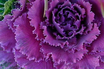 red cabbage close up background