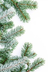 Obraz premium Festive Winter Snow Covered Pine Branches on White Background