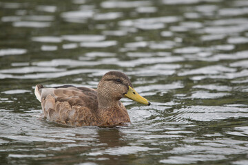 mallard duck close in the water
