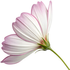 Fototapeta premium Gorgeous Cosmos flower petal clipart, perfect for creating elegant floral-themed designs.