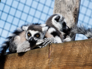 Lemurs resting together on a wooden surface in a zoo. The lemurs are captured in a relaxed group pose, showcasing their striped tails, expressive eyes, and soft fur. 