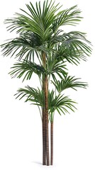 Fototapeta premium Tall palm tree isolated on white background with green fan-shaped leaves and textured trunk perfect for tropical and nature design.
