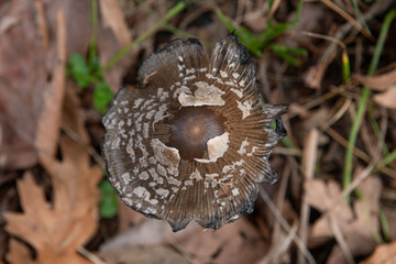 Mushroom Coprinopsis picacea close up top view. Specht-Tintling (Coprinopsis picacea, Syn. Coprinus picaceus)
