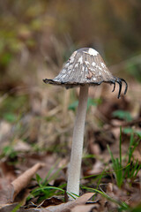 Mushroom Coprinopsis picacea close up top view. Specht-Tintling (Coprinopsis picacea, Syn. Coprinus picaceus)

