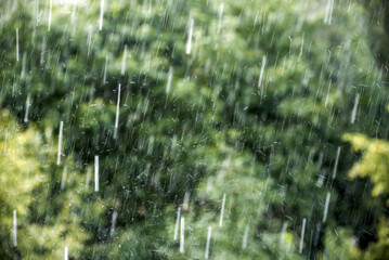 Rain drops in motion against green foliage