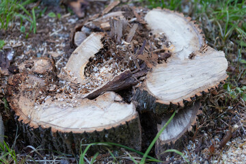 Tree stump with fresh wood cuts and scattered sawdust on the ground.