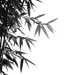 Fototapeta premium PNG A bamboo tree illustration leaves white.