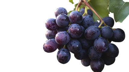 Grape bunch isolated on transparent background