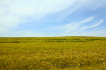 Fototapeta premium agriculture