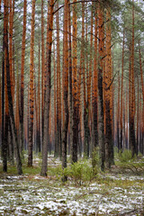 A beautiful natural forest in the Knyszyńska Forest