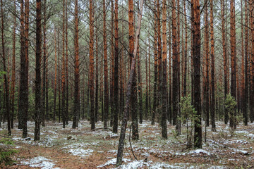 A beautiful natural forest in the Knyszyńska Forest