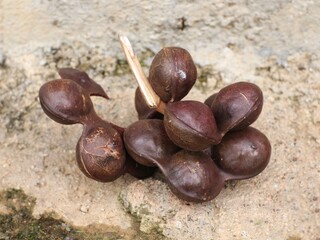A close look at the jengkol fruit that has just been picked from the tree, the jengkol still has the skin on it