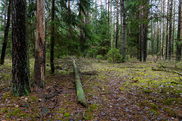 A beautiful natural forest in the Knyszyńska Forest