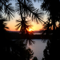 palm trees at sunset