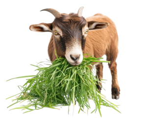goat eating fresh grass, showcasing its natural behavior in vibrant setting. This captures essence of farm life and connection between animals and nature
