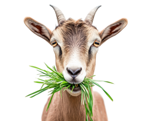 Goat eating grass with playful expression, isolated on transparency background. This captures essence of farm life and joy of nature