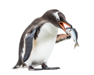 penguin holding fish, showcasing its natural feeding behavior in vibrant display. This captures essence of wildlife and beauty of nature