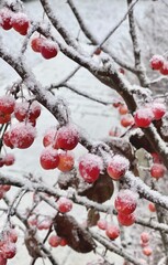 red berries in snow