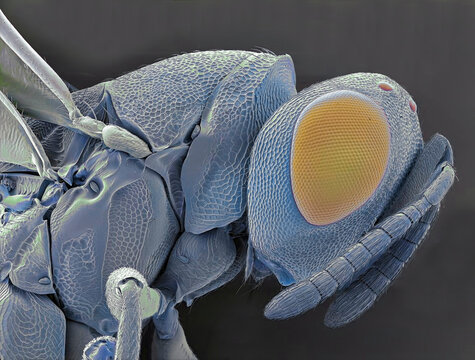 Biological control wasp, SEM