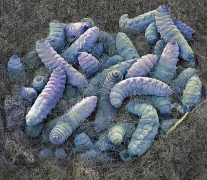 Codling moth larvae, SEM