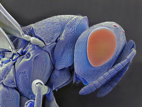 Biological control wasp, SEM
