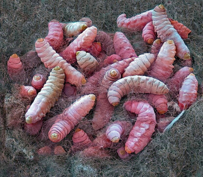 Codling moth larvae, SEM