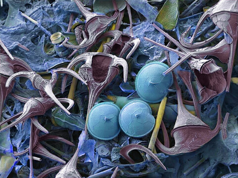 Plankton, SEM