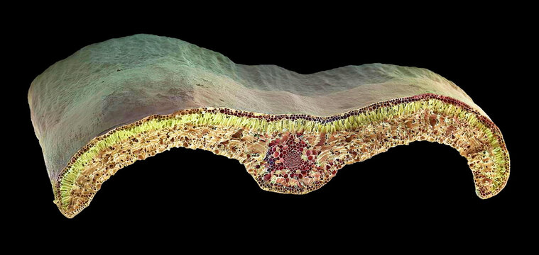 Box leaf, SEM