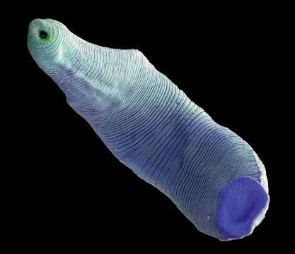 Freshwater leech, SEM