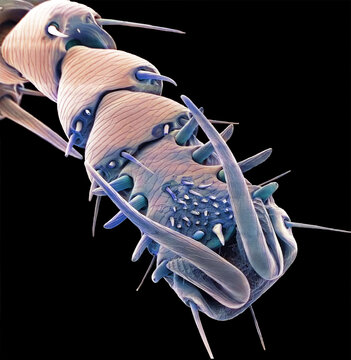 Leg of a rabbit flea, SEM