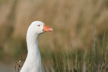 white goose portrait looking at the camera